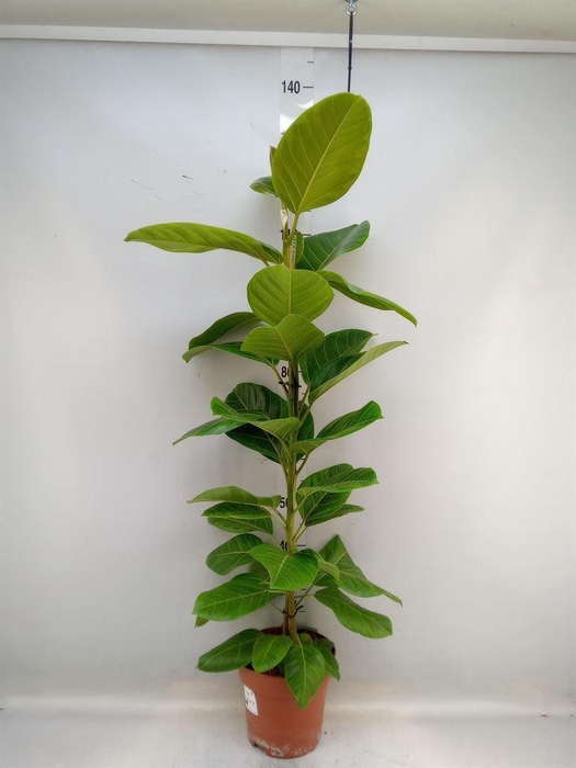 <h4>Ficus altissima</h4>
