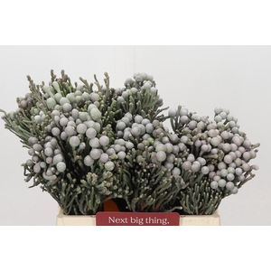 Kaaps Groen Silver Brunia