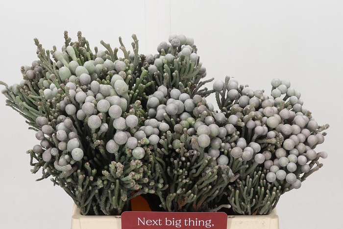 <h4>Kaaps Groen Silver Brunia</h4>