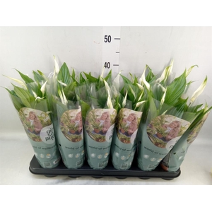 Spathiphyllum  'Pearl Cupido'