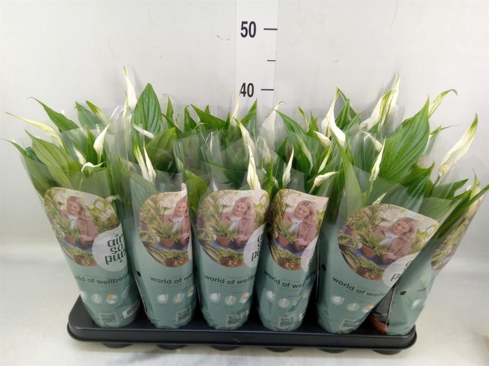 <h4>Spathiphyllum  'Pearl Cupido'</h4>