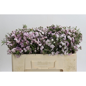 Chamelaucium Dancing Queen