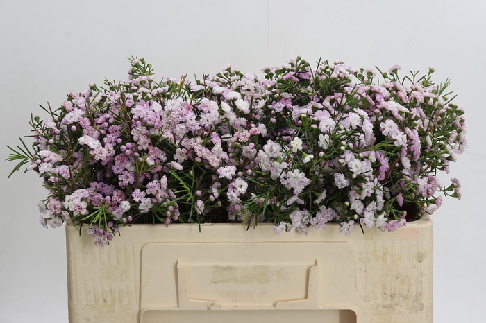 <h4>Chamelaucium Dancing Queen</h4>