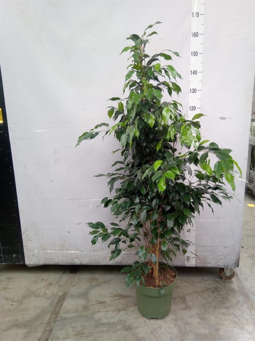 <h4>Ficus benja. 'Danielle'</h4>