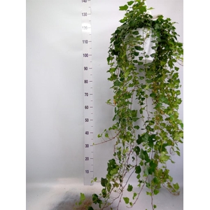 Hedera helix 'Wonder'