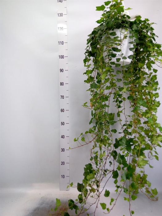 <h4>Hedera helix 'Wonder'</h4>