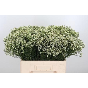 LIMONIUM SIN SENSI PI?A COLADA LIM