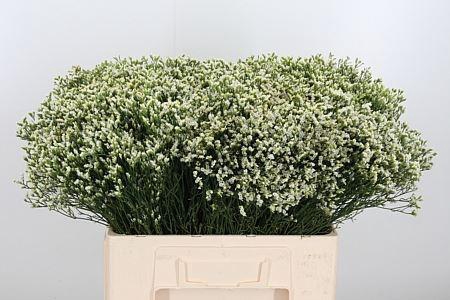 <h4>LIMONIUM SIN SENSI PI?A COLADA LIM</h4>