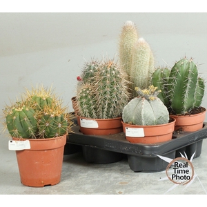 CACTUS OV