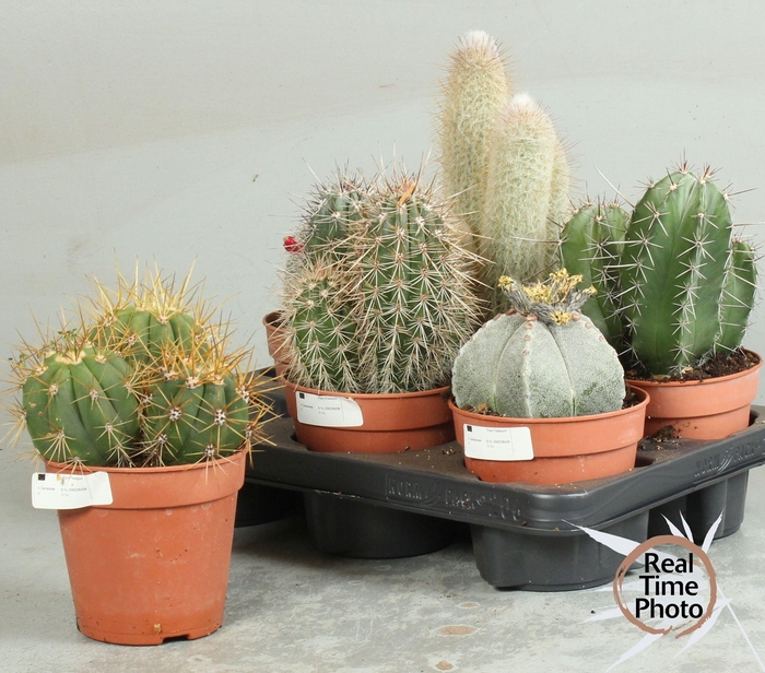 <h4>CACTUS OV</h4>