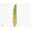 EREMURUS MONEYMAKER