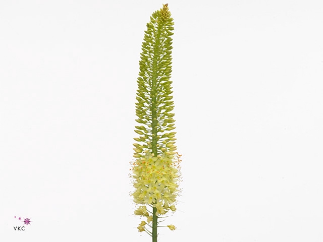 EREMURUS MONEYMAKER