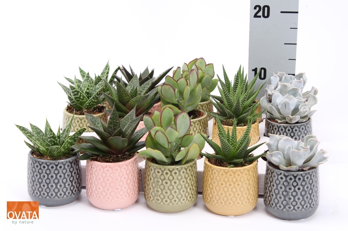 <h4>SUCC GEM 5 SRT</h4>