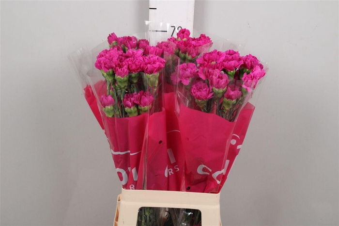 <h4>Di St Dark Farida</h4>