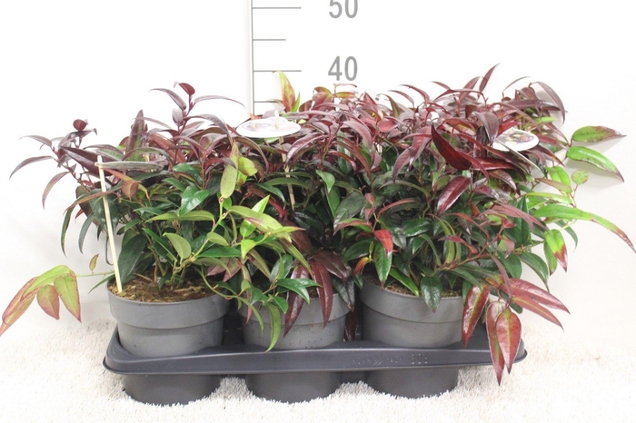 <h4>Leucothoe Carinella P17 potgekweekt</h4>