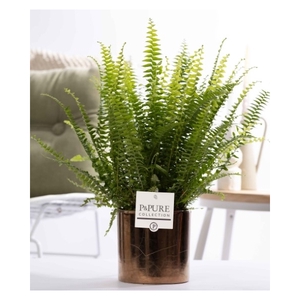 Nephrolepis Green Lady in P&PURE Juliette gold