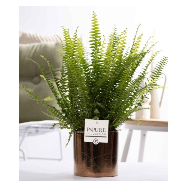 <h4>Nephrolepis Green Lady in P&PURE Juliette gold</h4>
