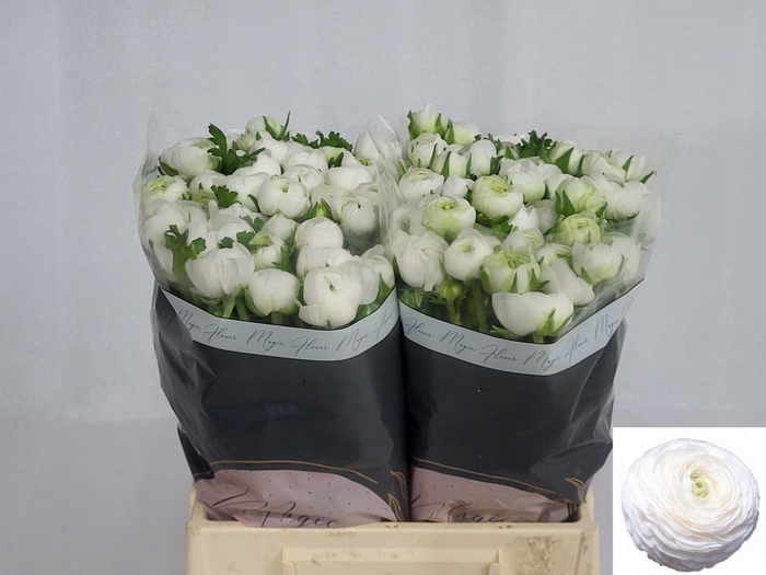 <h4>RAN ICEBERG</h4>