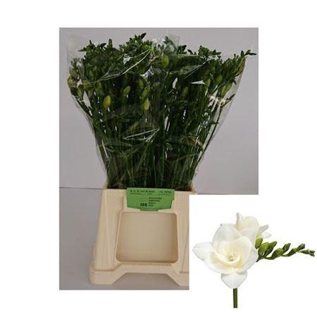 <h4>Fr Du Riga 28gr Ex</h4>