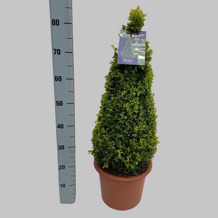 <h4>Buxus overig</h4>