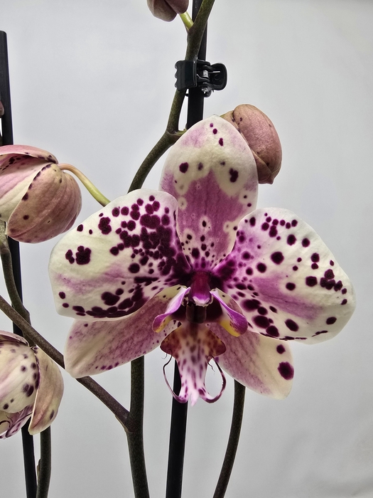 <h4>Limited 55 week 6</h4>