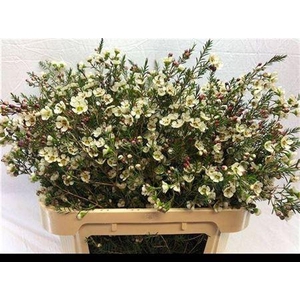 Chame Me Sirius White 80cm