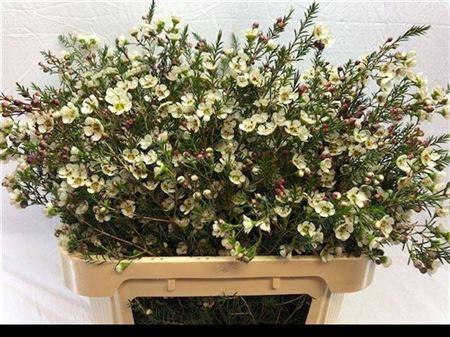 <h4>Chame Me Sirius White 80cm</h4>