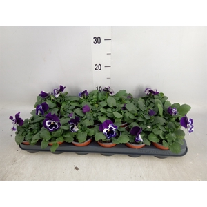 Viola wr. 'Alpha Purple White'