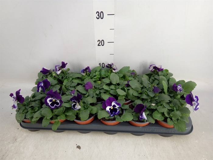 <h4>Viola wr. 'Alpha Purple White'</h4>