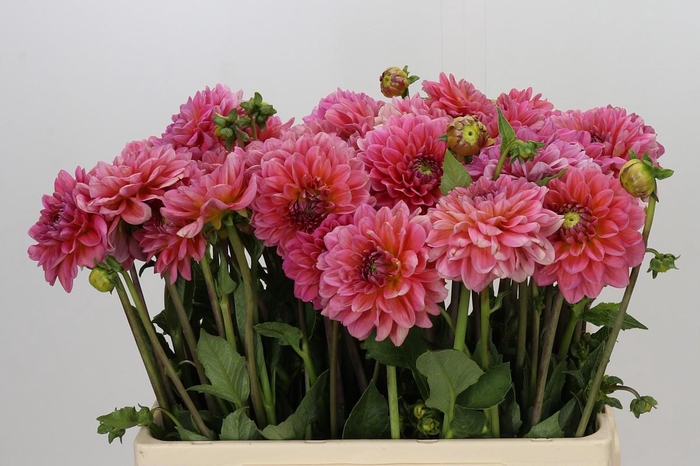 <h4>Dahlia Pink Runner</h4>