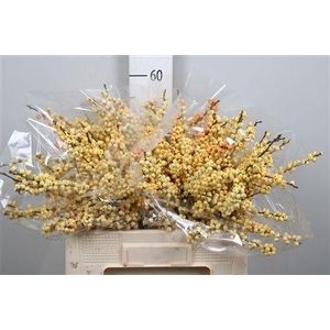 Ilex Ve Mag Cresgold