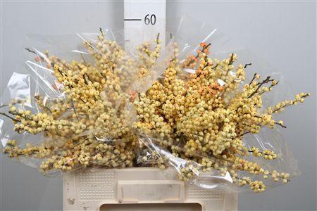 Ilex Ve Mag Cresgold