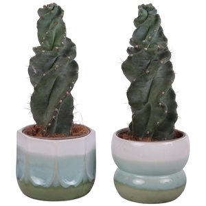 Cactus Cereus Spiralis Ø12cm in Ø15cm Ceramic FB675