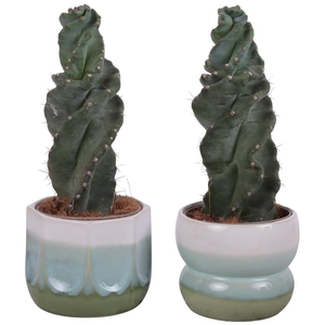 Cactus Cereus Spiralis Ø12cm in Ø15cm Ceramic FB675