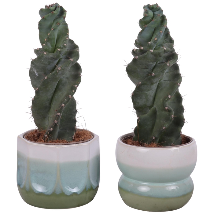 <h4>Cactus Cereus Spiralis Ø12cm in Ø15cm Ceramic FB675</h4>