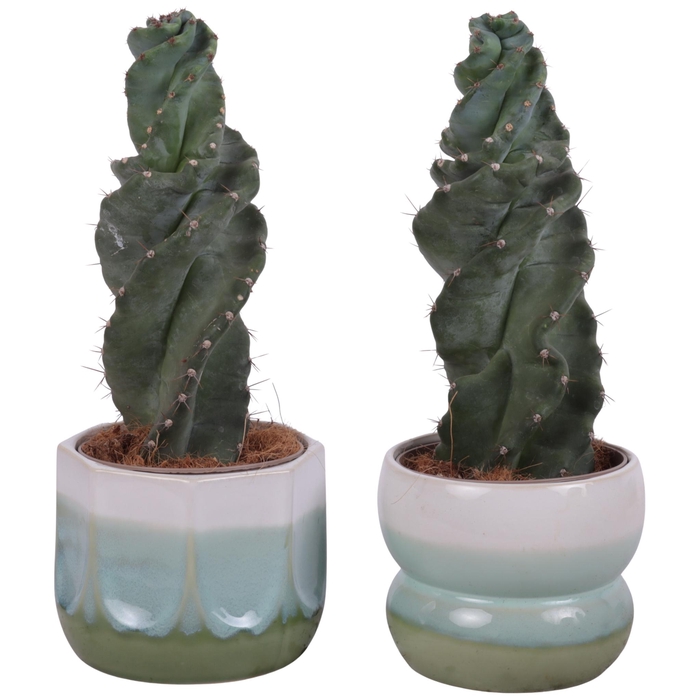 <h4>Cactus Cereus Spiralis Ø12cm in Ø15cm Ceramic FB675</h4>