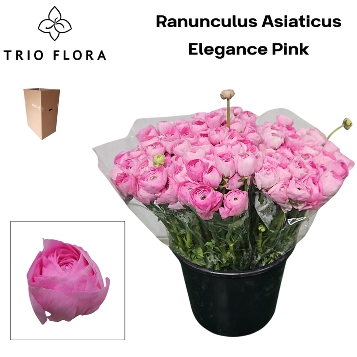 <h4>RAN EL PINK Aqua Box 150</h4>