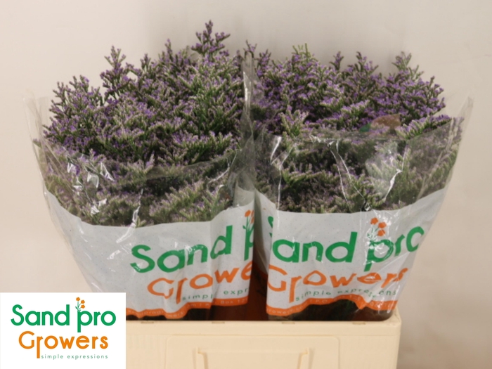 <h4>LIM OV SKYLIGHT</h4>