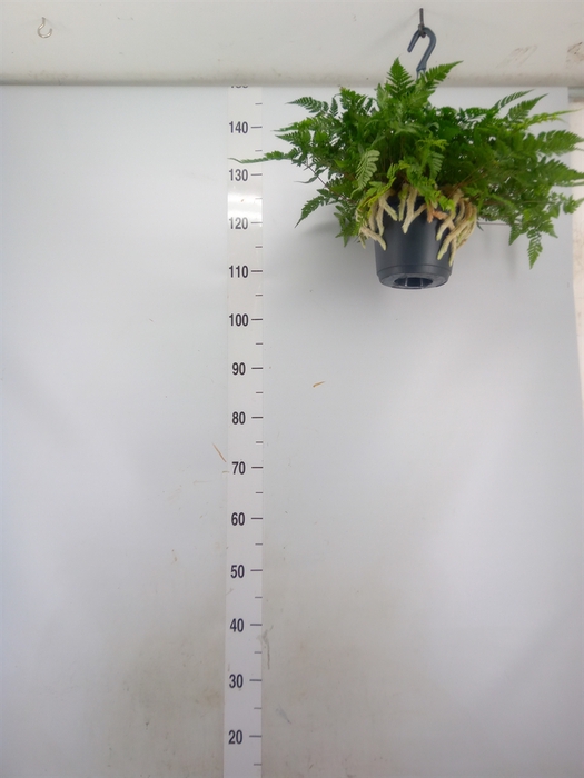 <h4>Humata griffithiana var. tyermannii</h4>