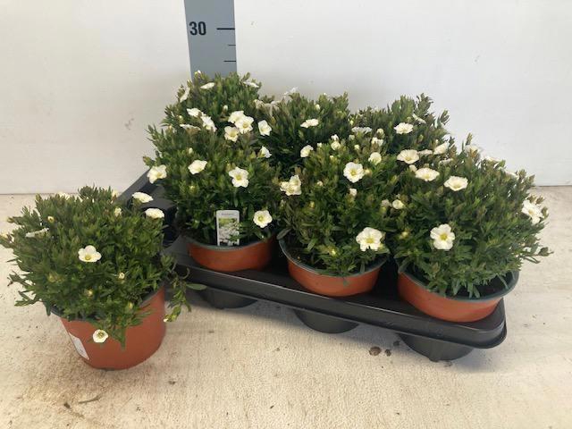 <h4>AREN MONTANA</h4>