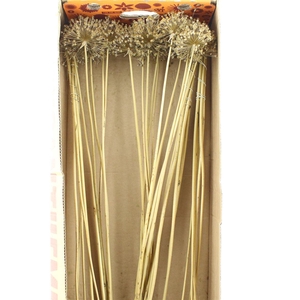 Dried Allium Zaaddozen Medium