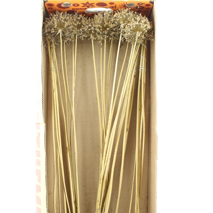 Dried Allium Zaaddozen Medium