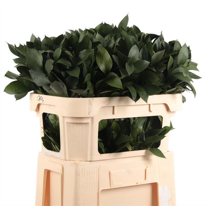 <h4>Ruscus Hypophyllum</h4>