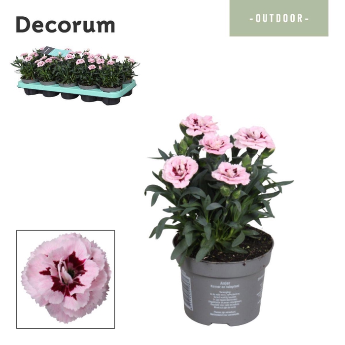 <h4>Dianthus - 10,5 cm - Oscar Purple Star - Decorum</h4>