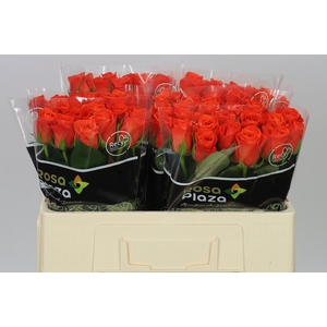 Rosa Gr Patz