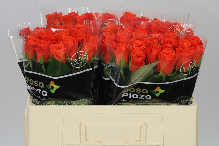 <h4>Rosa Gr Patz</h4>
