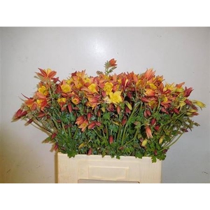 Aquilegia Gem Bs