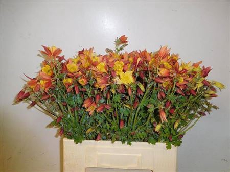 <h4>Aquilegia Gem Bs</h4>