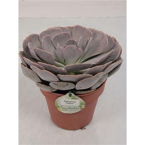 Echeveria Pollux - 1154