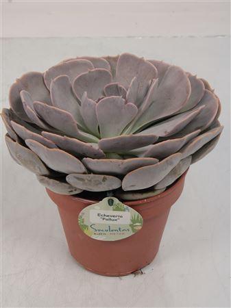 <h4>Echeveria Pollux - 1154</h4>